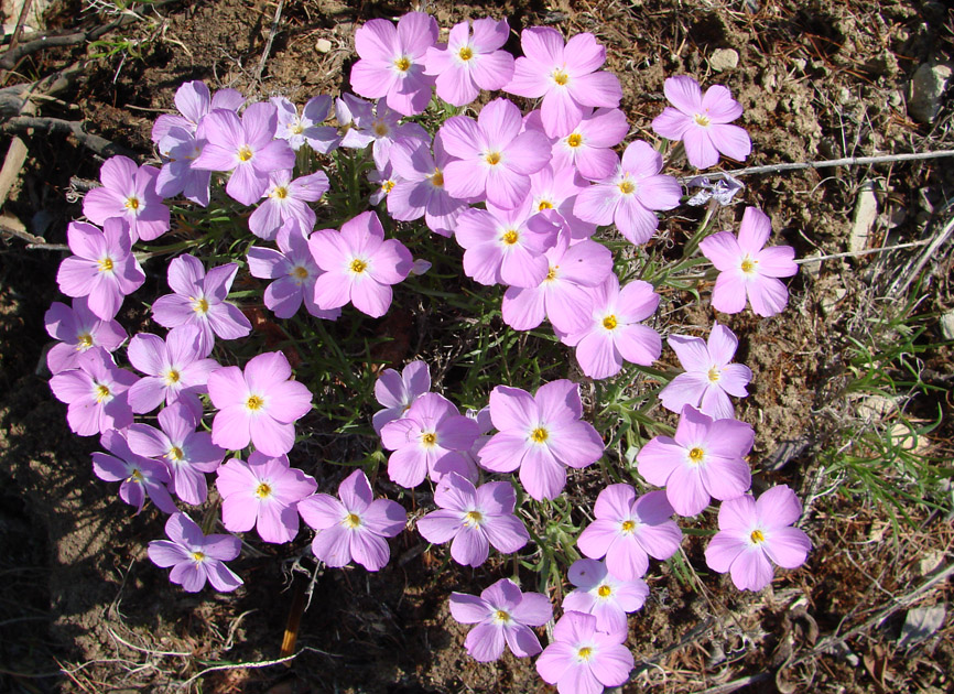 Изображение особи Phlox sibirica.