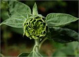 Helianthus annuus