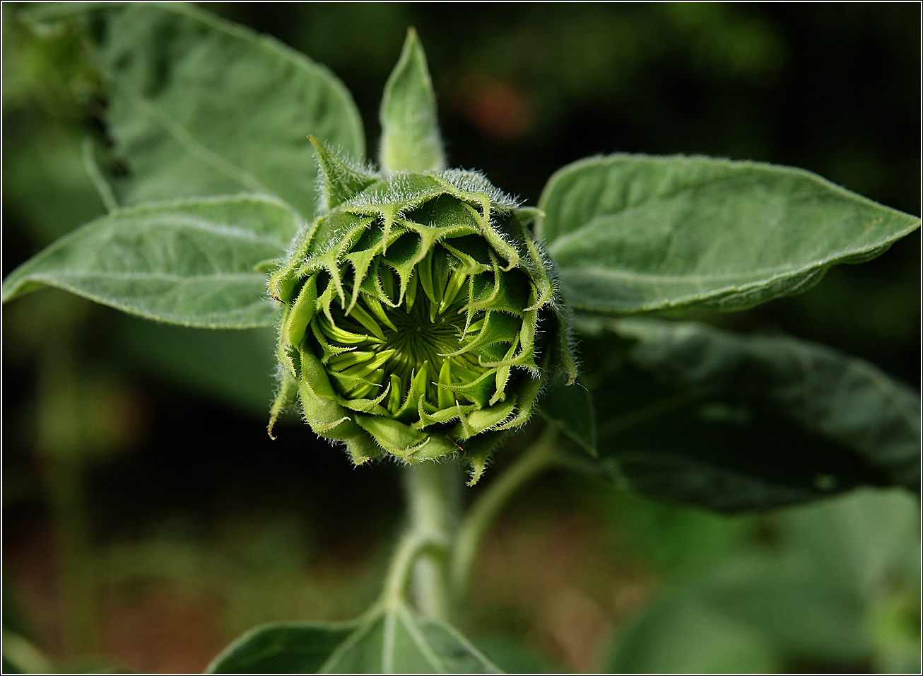 Изображение особи Helianthus annuus.