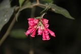 Cestrum elegans