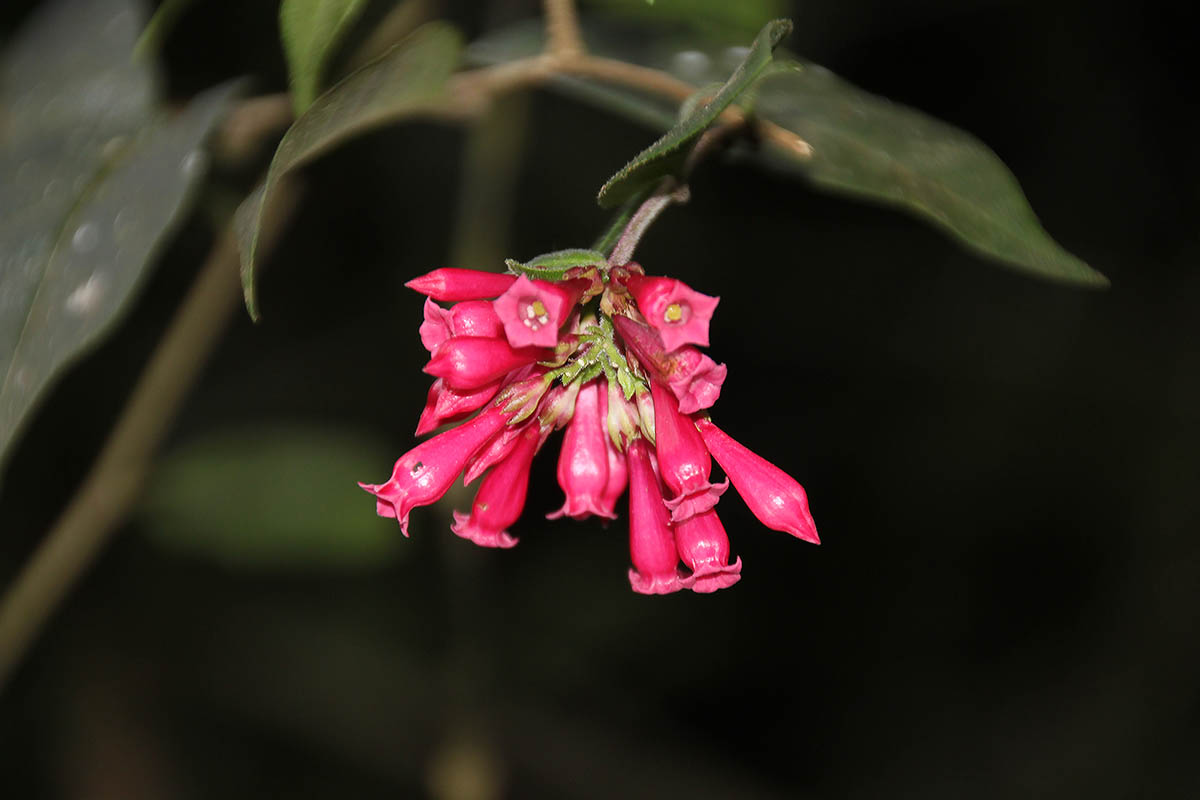 Изображение особи Cestrum elegans.