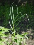 Allium sativum