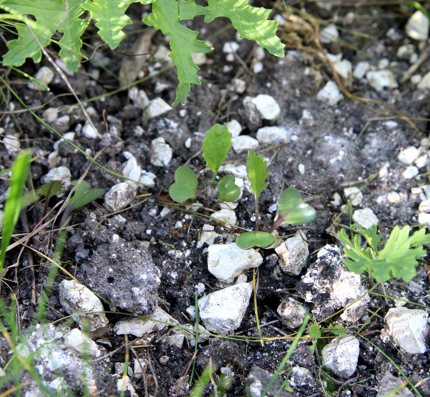 Изображение особи Crambe tataria.