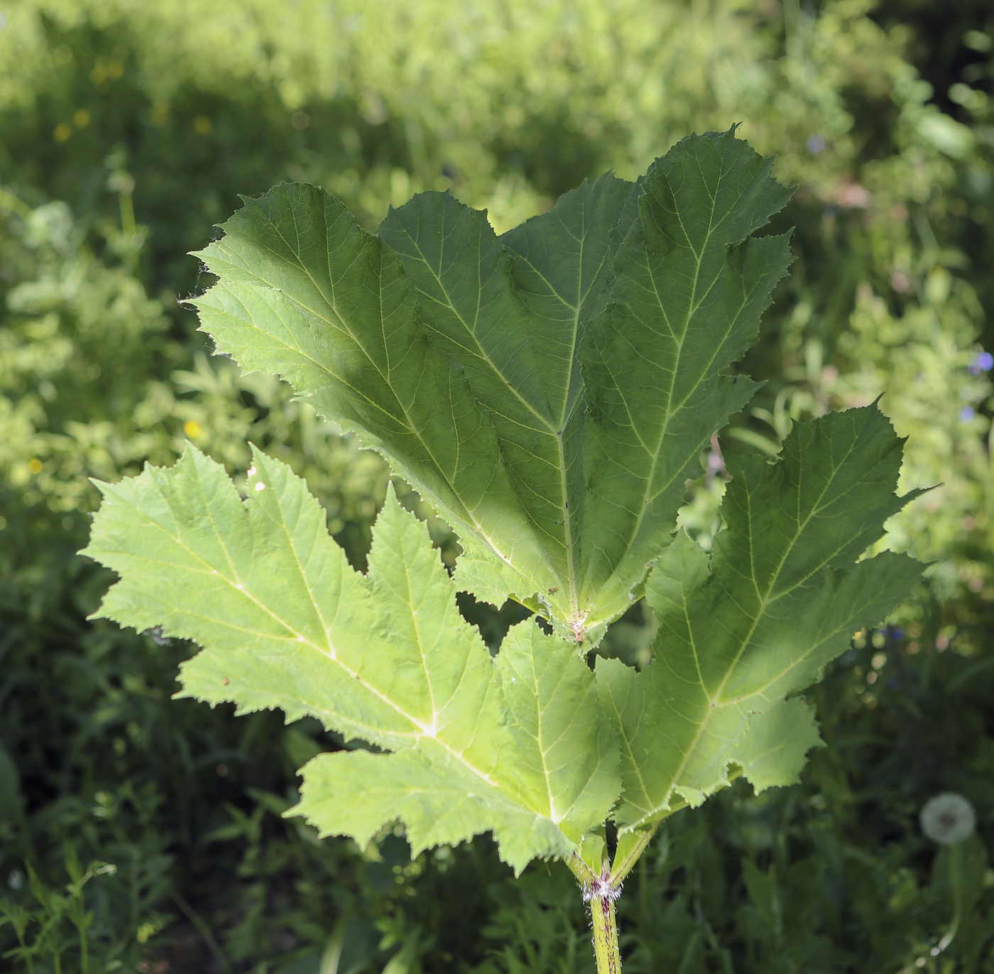 Изображение особи Heracleum sosnowskyi.