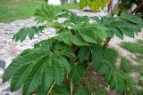 Tetrapanax papyrifer. Листья в верхней части кроны. Республика Абхазия, Новый Афон, в городском озеленении. 23.09.2022.