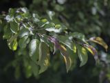 Malus niedzwetzkyana