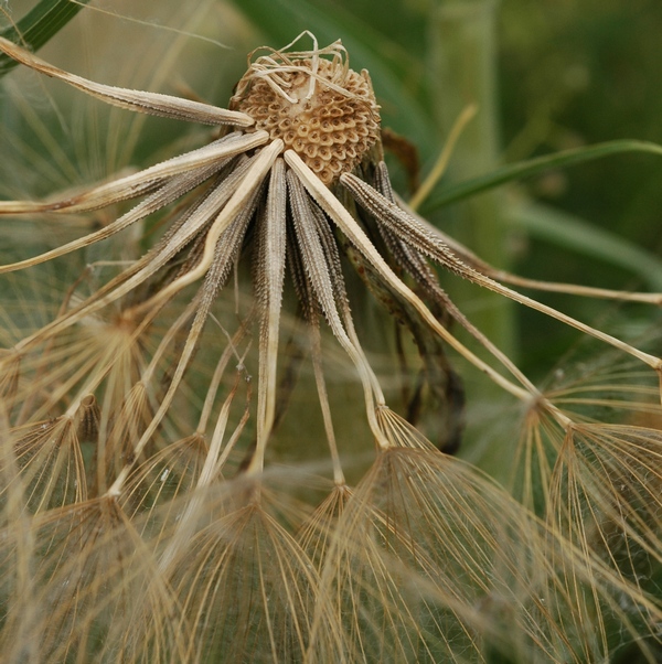 Image of Tragopogon pseudomajor specimen.