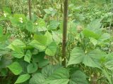 Phaseolus vulgaris. Листья. Хабаровский край, г. Хабаровск, ул. Ульяновская 60, в культуре. 26.07.2022.