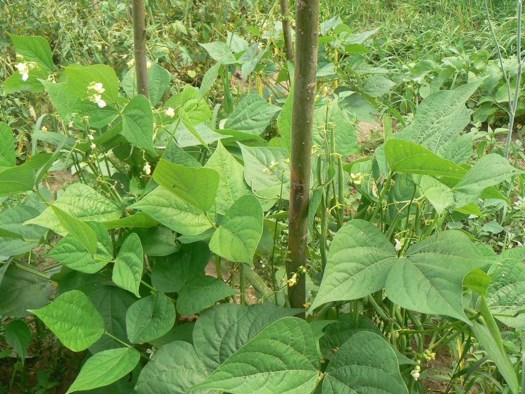 Изображение особи Phaseolus vulgaris.