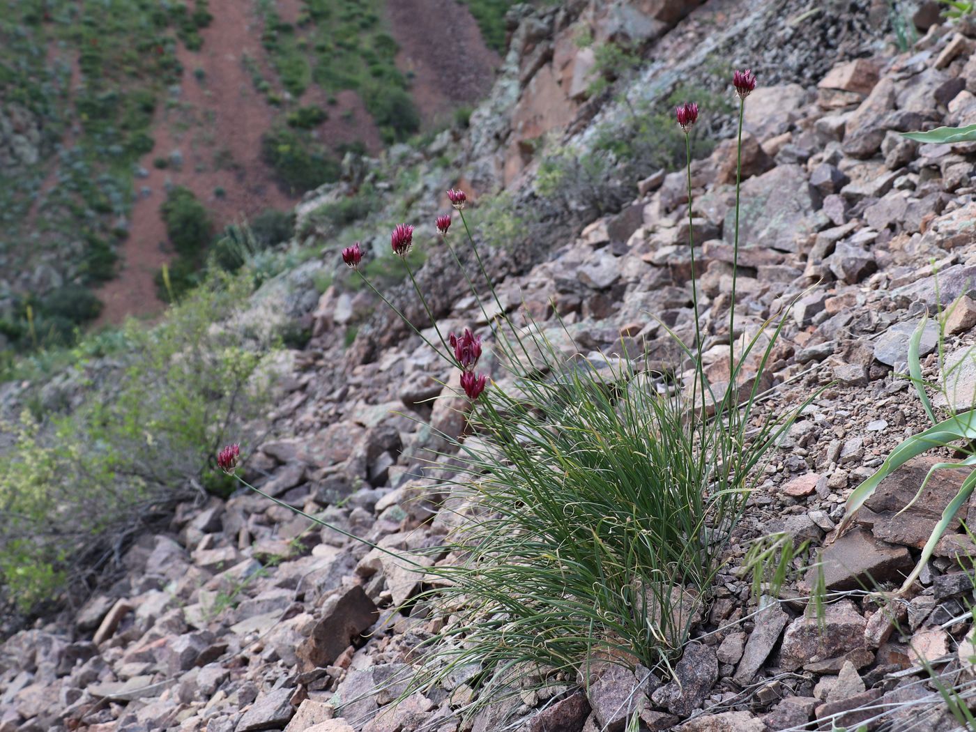 Image of Allium inconspicuum specimen.