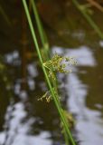 Juncus effusus. Часть побега с соцветием. Республика Адыгея, правый борт ручья Берёзовый, поляна перед штольней № 3, заболоченный участок. 31 июля 2022 г.