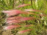 Hordeum jubatum
