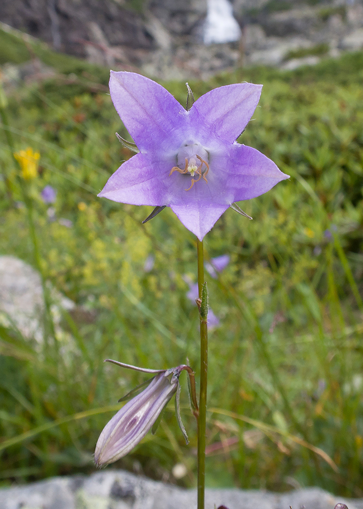 Изображение особи род Campanula.