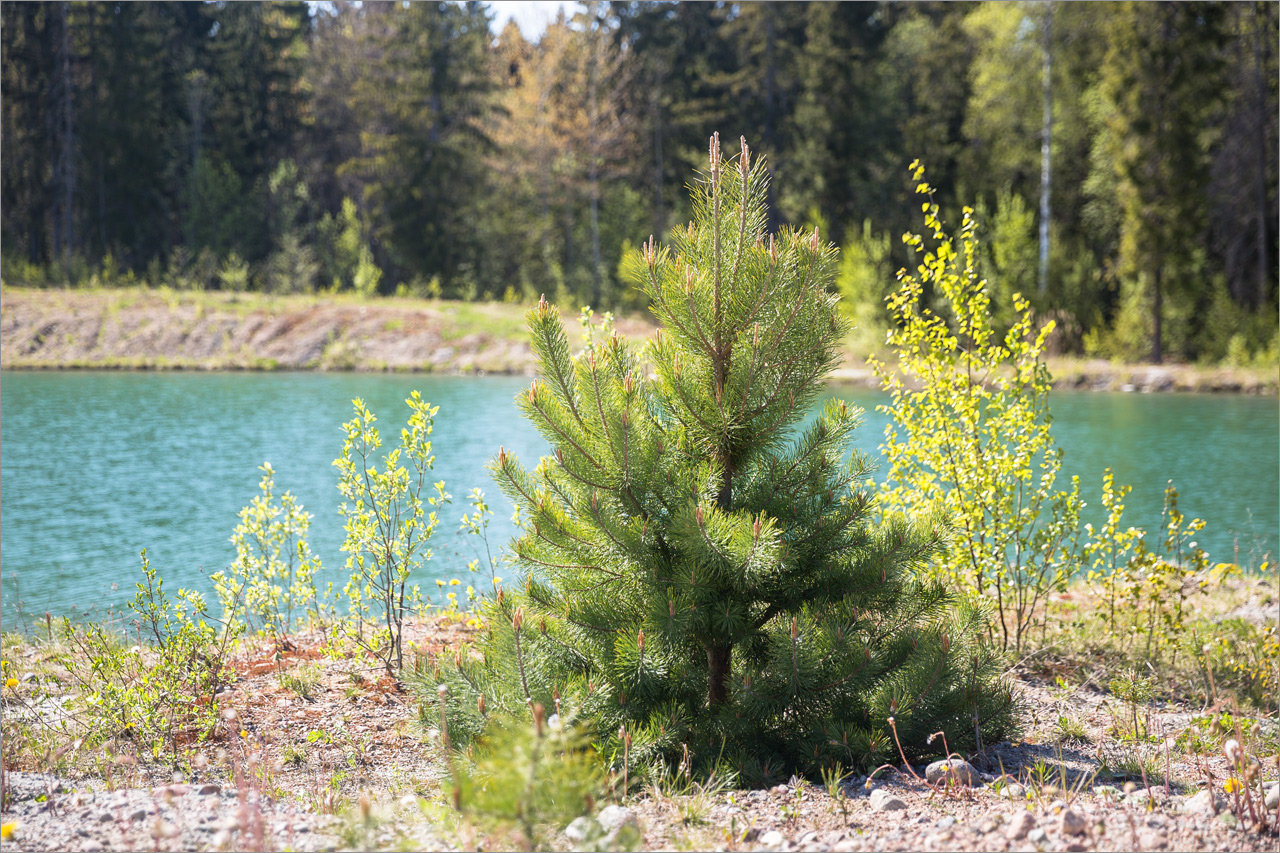 Image of Pinus sylvestris specimen.