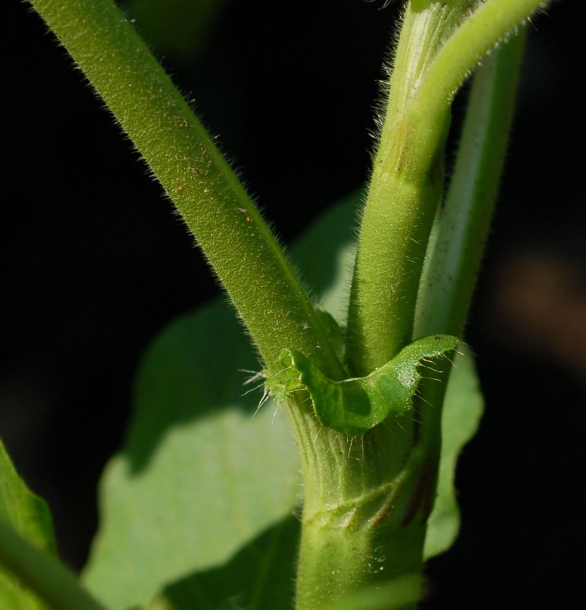 Image of Persicaria orientalis specimen.