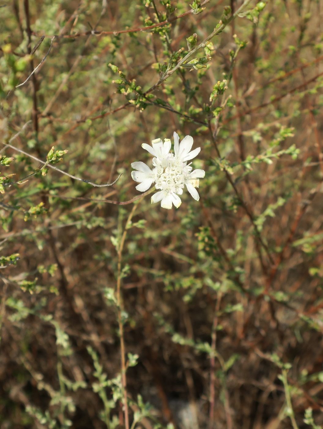 Image of Lomelosia argentea specimen.