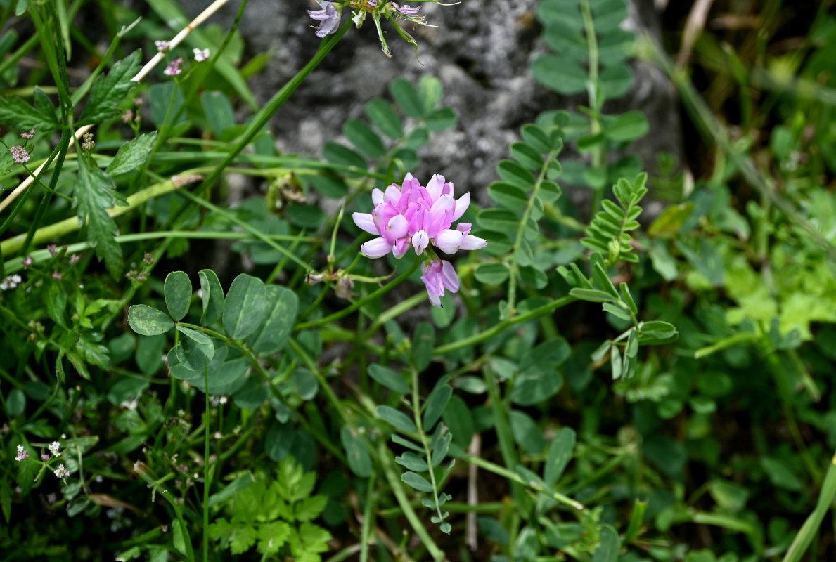Image of Securigera varia specimen.