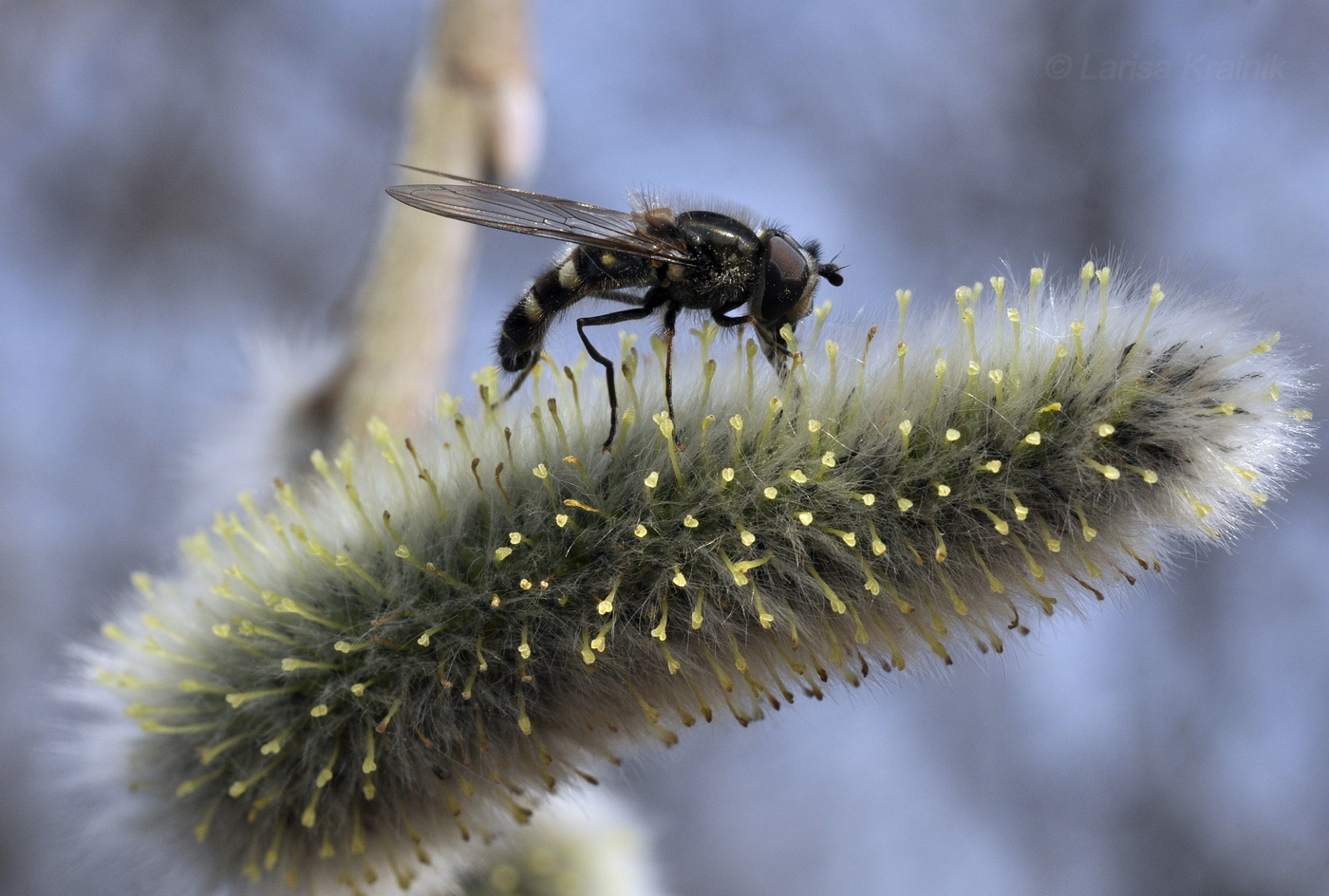 Image of Salix gracilistyla specimen.