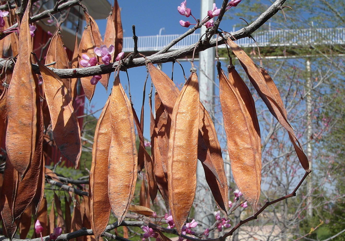 Изображение особи Cercis canadensis.