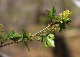 Ribes komarovii. Ветвь с соцветиями и муравьём. Приморский край, Хасанский р-н, окр. с. Кравцовка, бассейн р. Грязная, в широколиственном лесу с участием Abies holophylla. 02.05.2023.