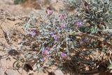 genus Astragalus. Цветущее растение. Узбекистан, Каракалпакия, окр. крепости Аяз-Кала, песчано-щебнистый участок. 11 апреля 2023 г.