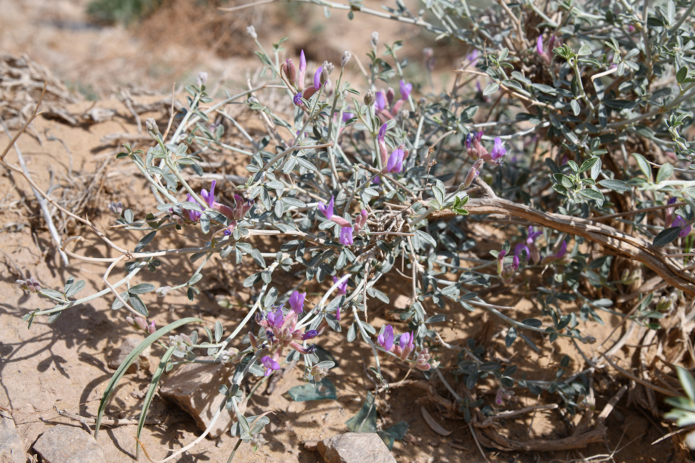Image of genus Astragalus specimen.