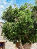 Ficus microcarpa. Часть кроны взрослого дерева. Египет, мухафаза Асуан, храмовый комплекс Абу-Симбел, в культуре. 04.05.2023.