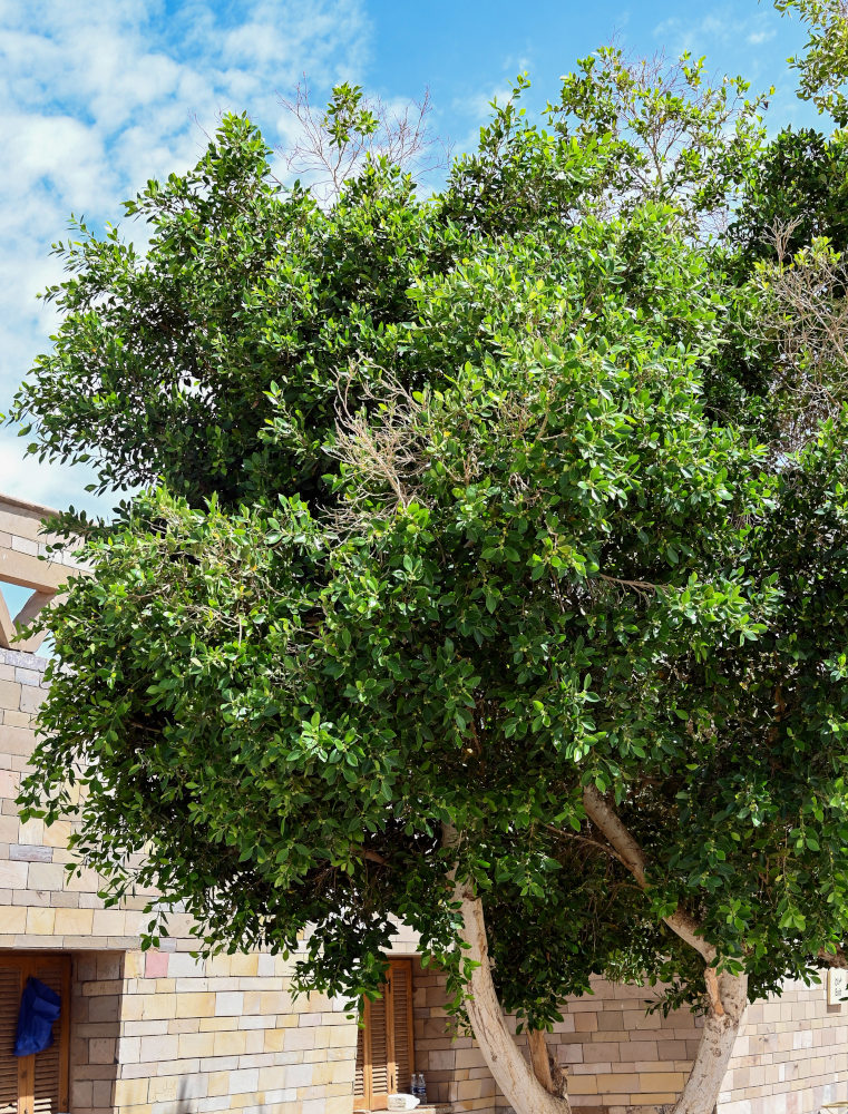 Image of Ficus microcarpa specimen.