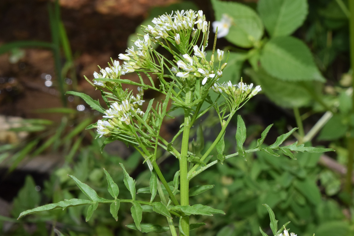 Изображение особи Cardamine impatiens.