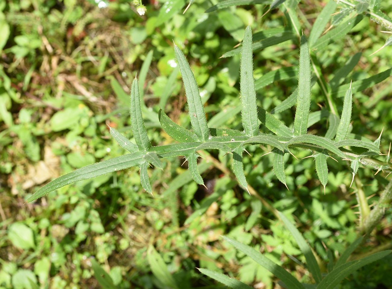 Image of Cirsium ciliatum specimen.
