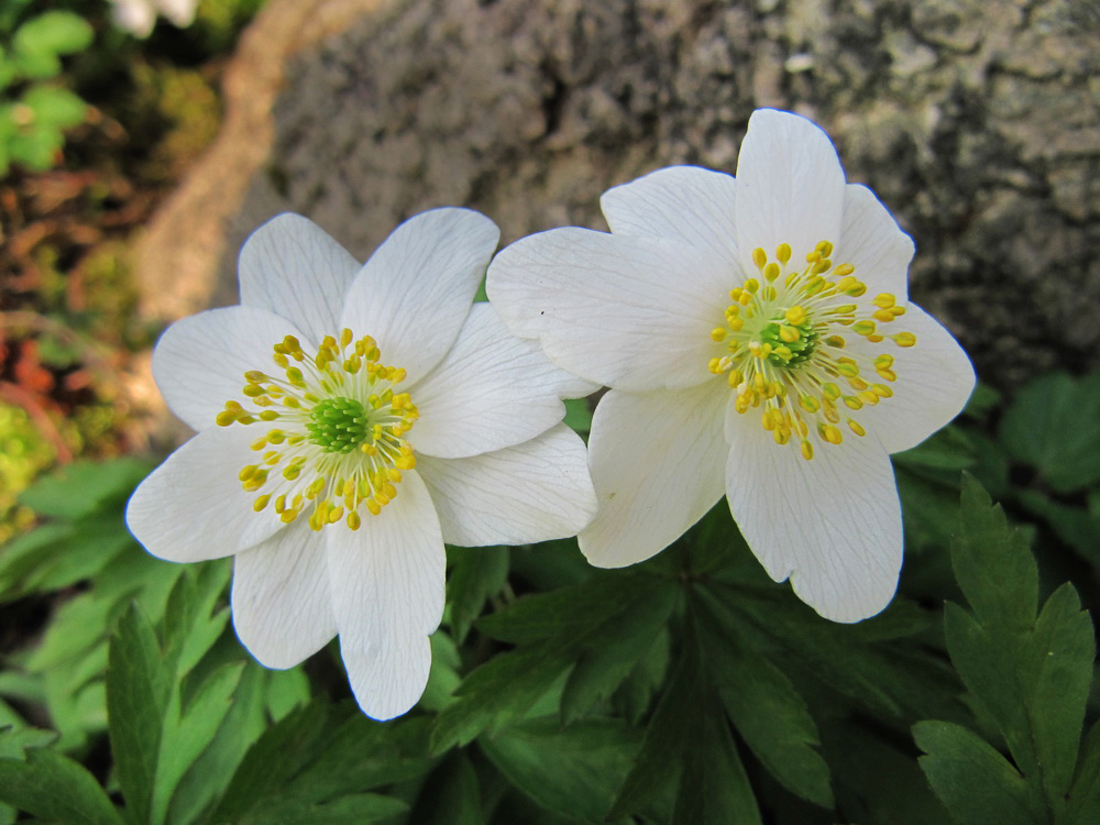 Image of Anemone nemorosa specimen.