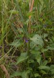 Solanum kitagawae