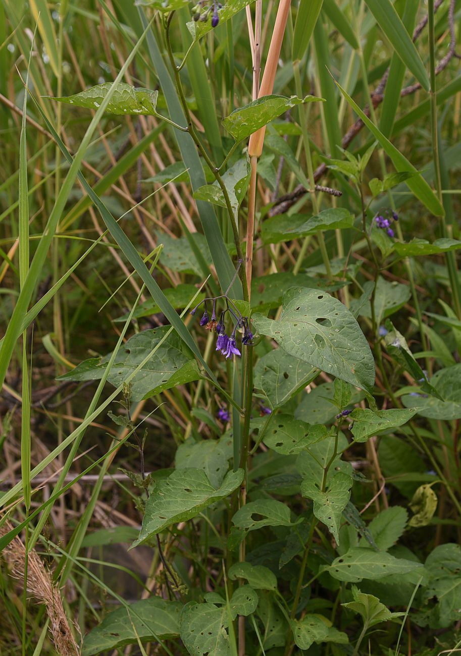 Изображение особи Solanum kitagawae.