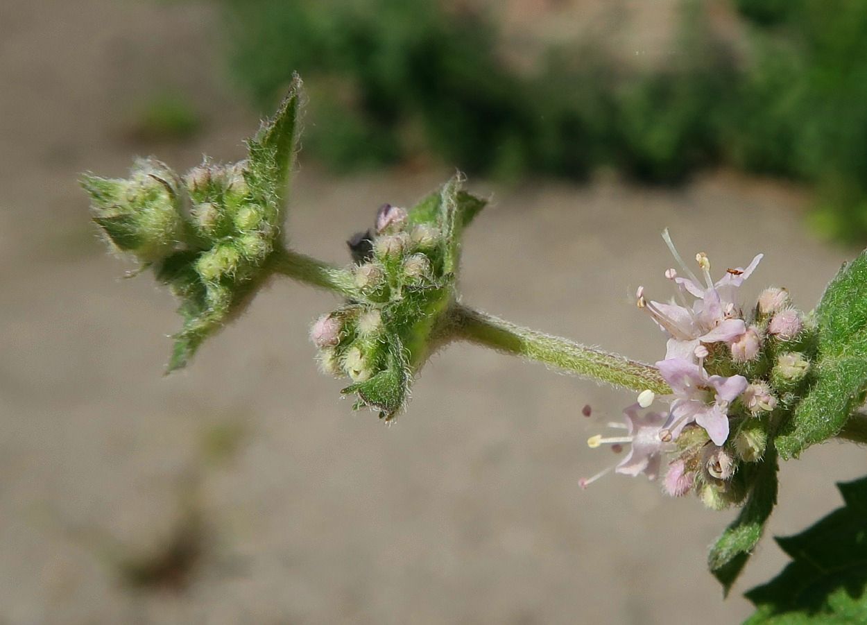 Image of Mentha × dalmatica specimen.