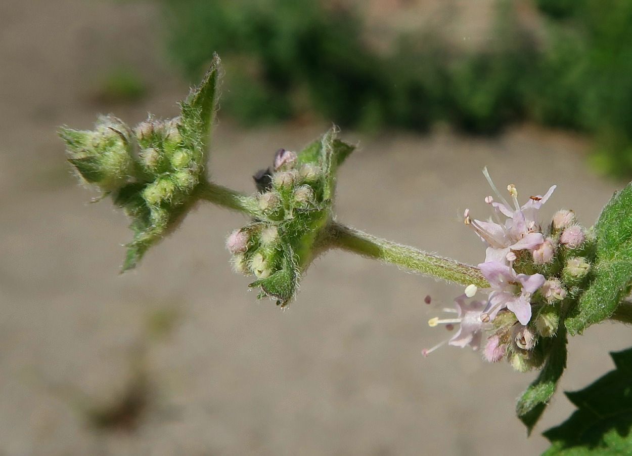 Image of Mentha &times; dalmatica specimen.