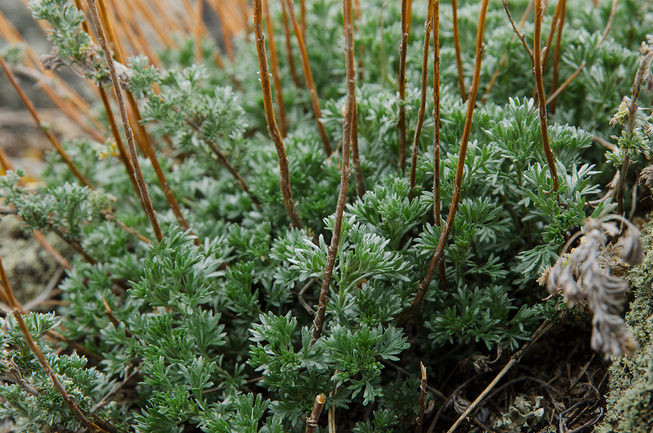 Image of Artemisia frigida specimen.