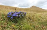 Gentiana septemfida. Цветущее растение. Адыгея, Кавказский биосферный заповедник, склон горы Блям, ≈ 2200 м н.у.м., субальпийский луг. 16.09.2023.