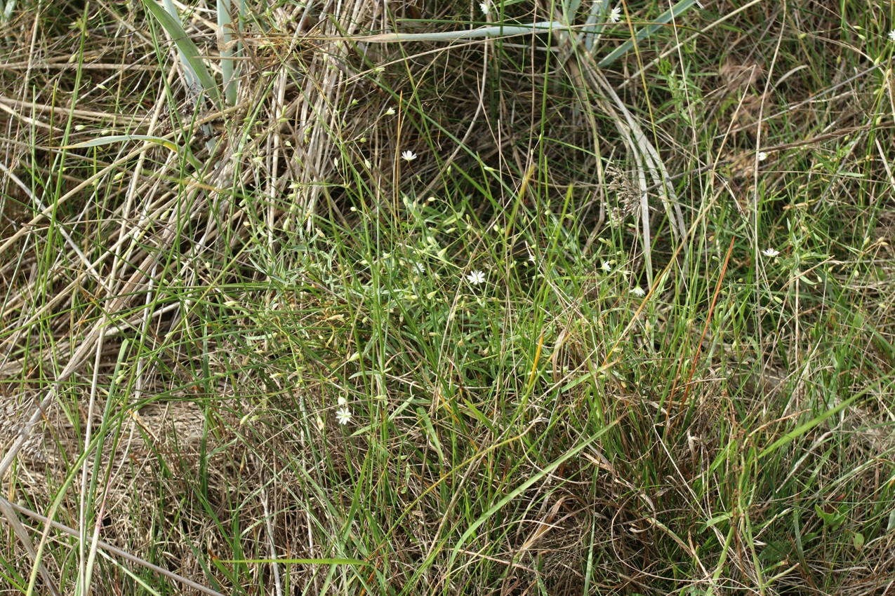 Изображение особи Stellaria graminea.