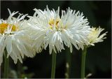 Chrysanthemum indicum