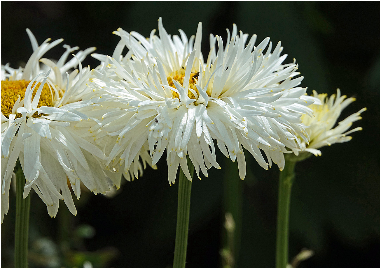 Изображение особи Chrysanthemum indicum.