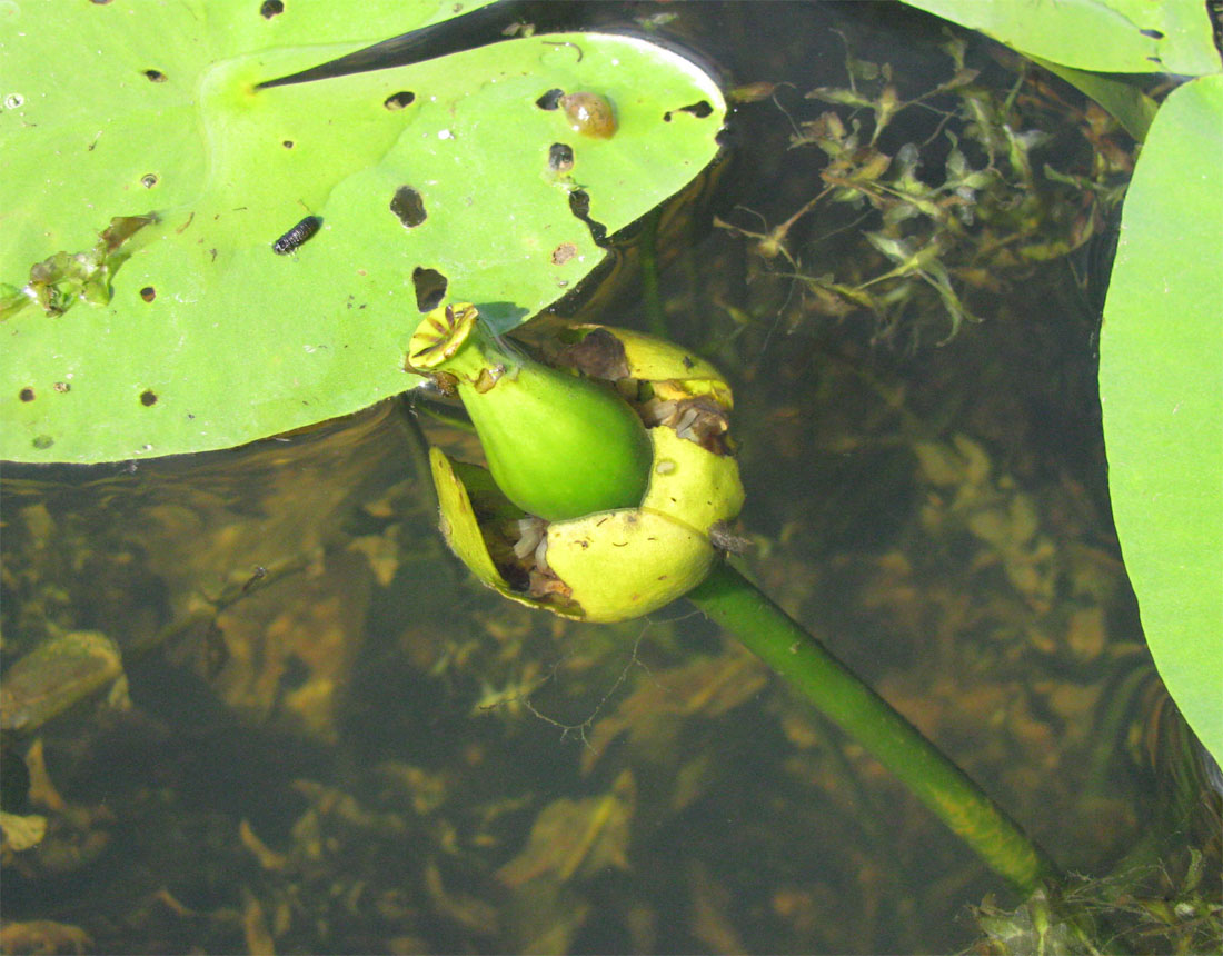 Изображение особи Nuphar &times; spenneriana.