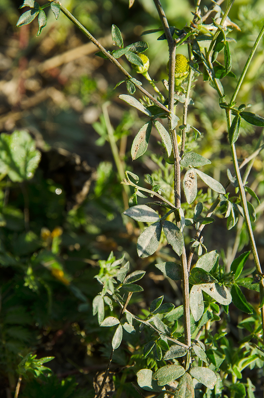 Image of genus Lotus specimen.