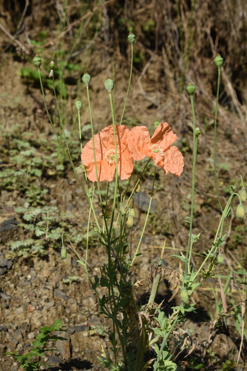 Изображение особи Papaver fugax.