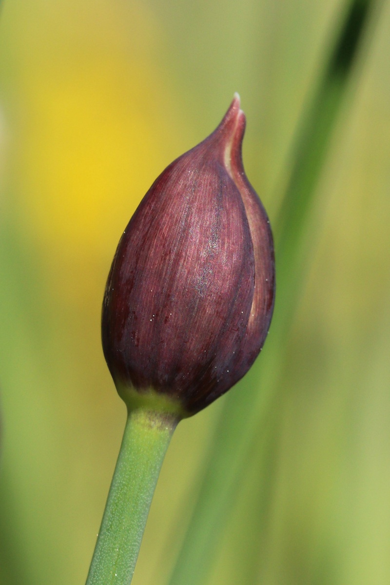 Image of Allium schoenoprasum specimen.