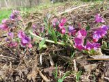 Pulmonaria mollis