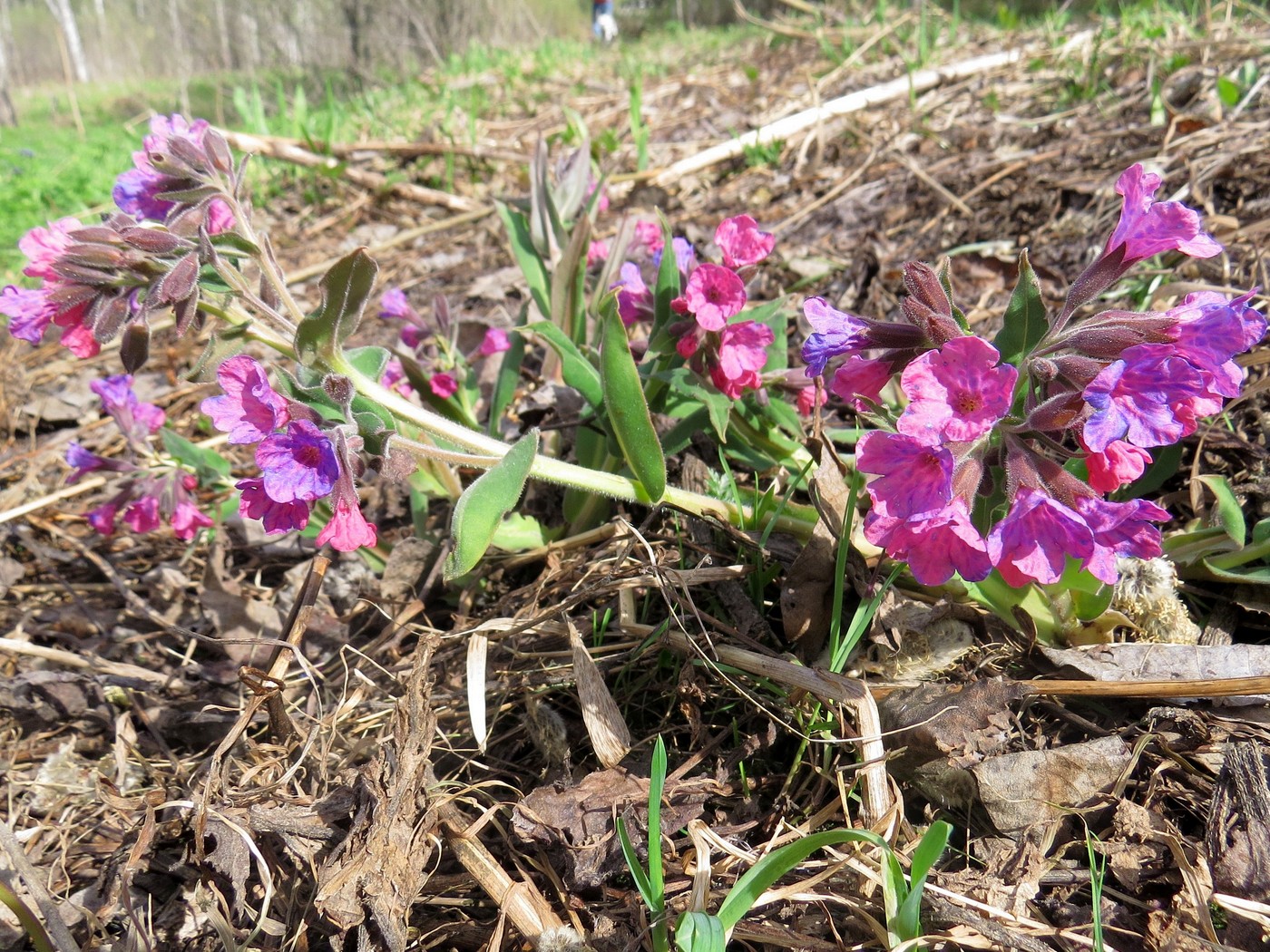 Изображение особи Pulmonaria mollis.