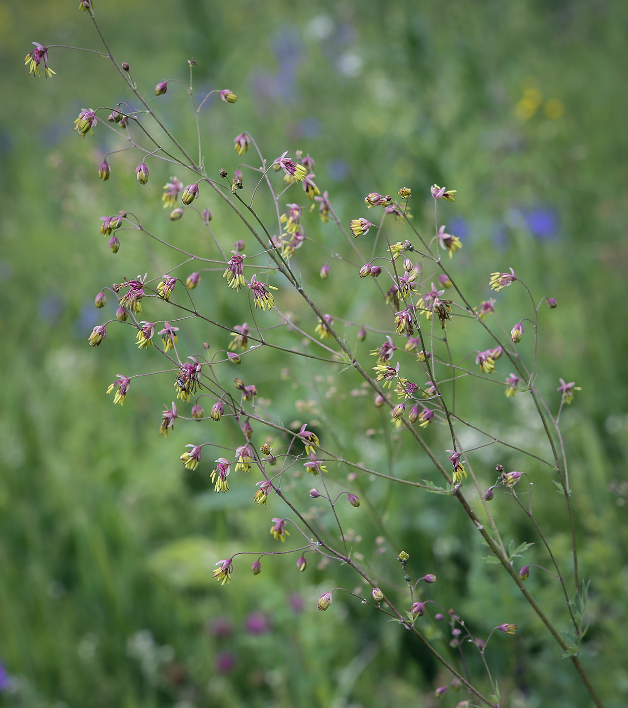 Image of Thalictrum minus specimen.