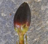 Image of taxon representative. Author is Роланд Цандекидис