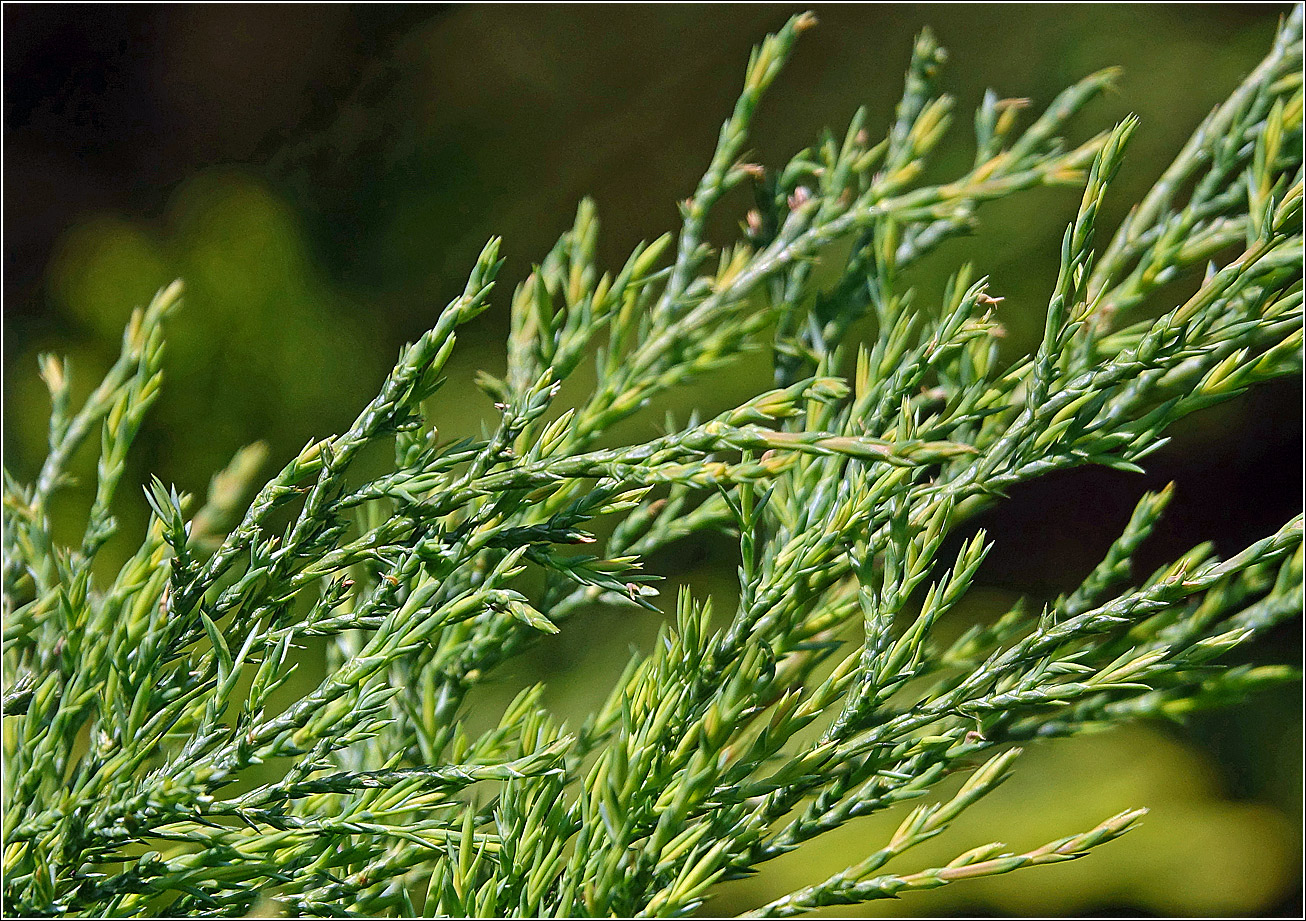 Изображение особи Juniperus scopulorum.