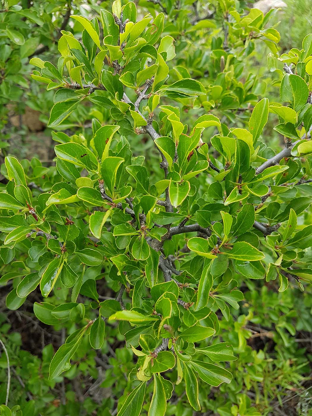 Изображение особи Rhamnus parvifolia.